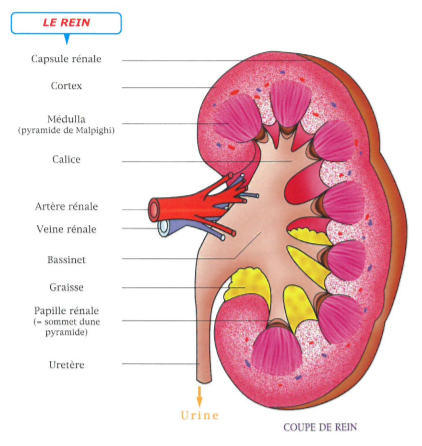 Consultation et soins en néphrologie à l'EPSNF - Fresnes