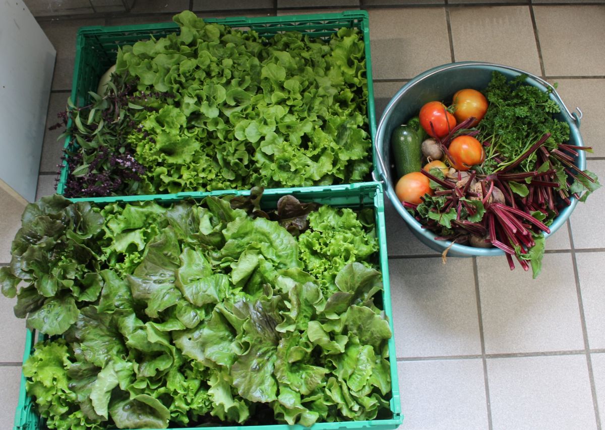 Les récoltes du jardin thérapeutique Les récoltes du jardin thérapeutique